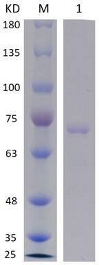 8% SDS-PAGE analysis profiles of purified RL2_PA4541-1027-1417_PA4541-55-353 (CBB stained).